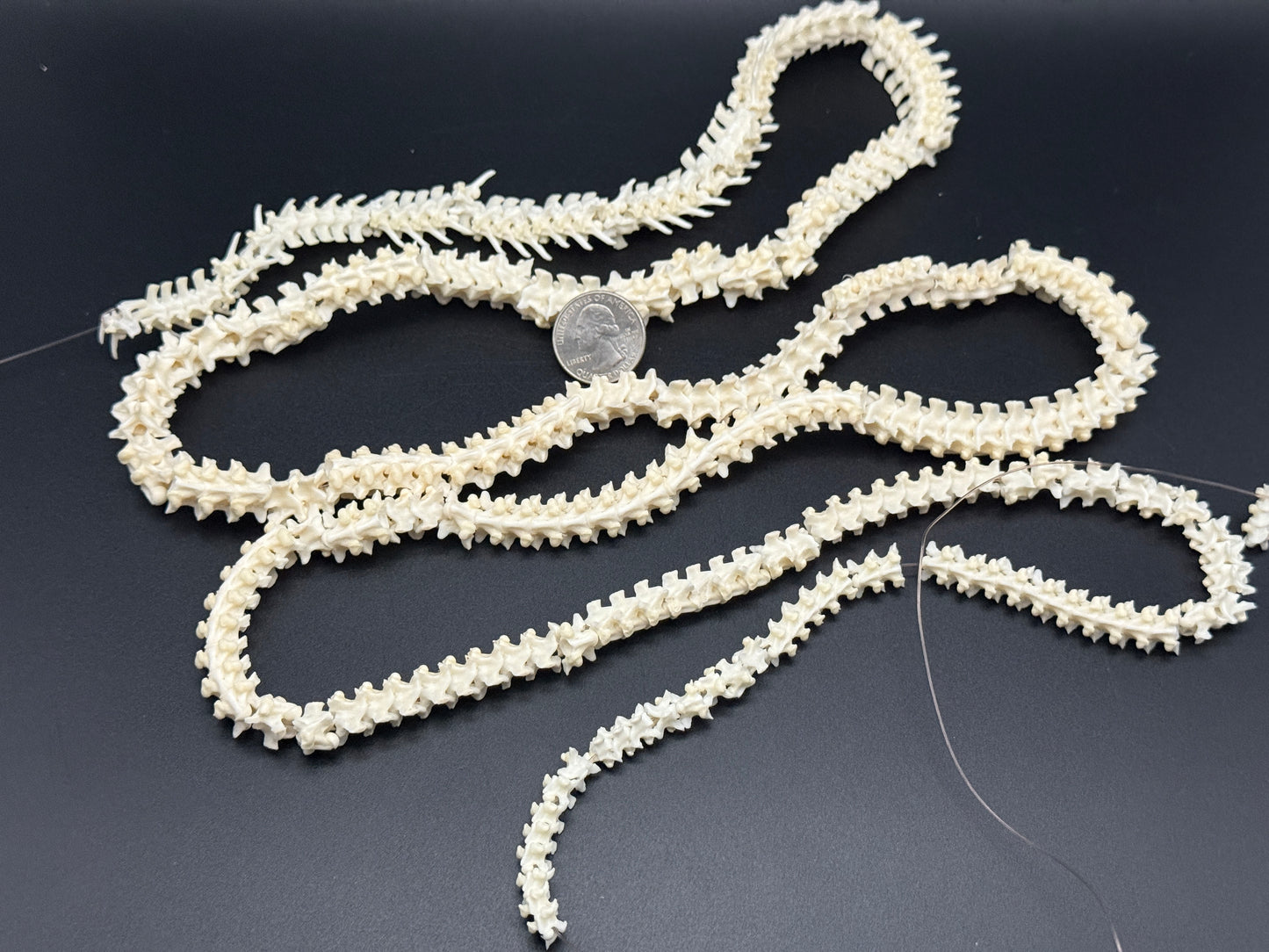 Boa Constrictor Snake Vertebrae