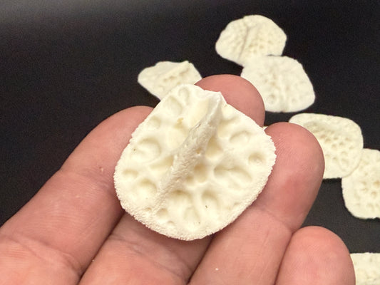 12 Medium Alligator Scutes