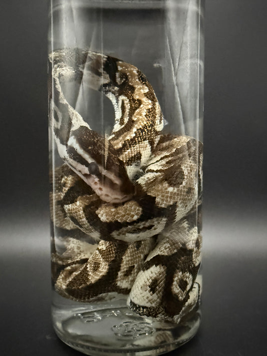 Ball Python Wet Specimen