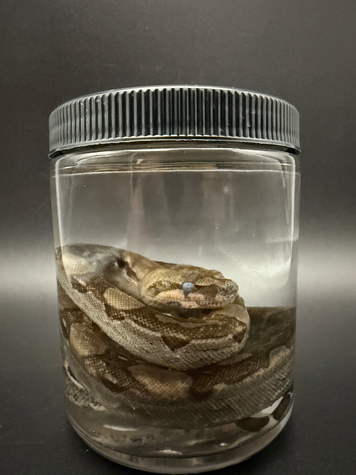 Boa Constrictor Wet Specimen