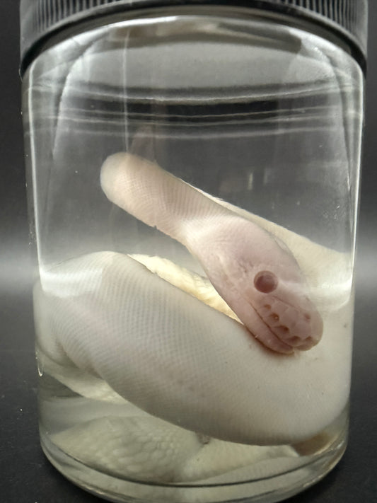 Albino Ball Python Wet Specimen