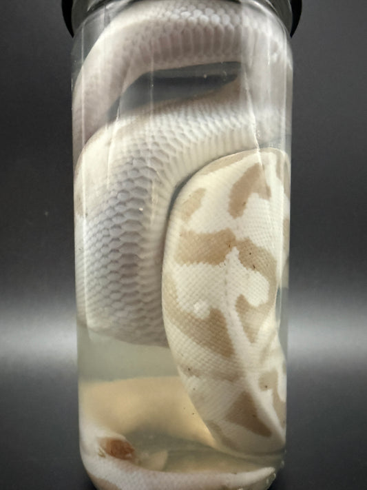Albino Ball Python Wet Specimen