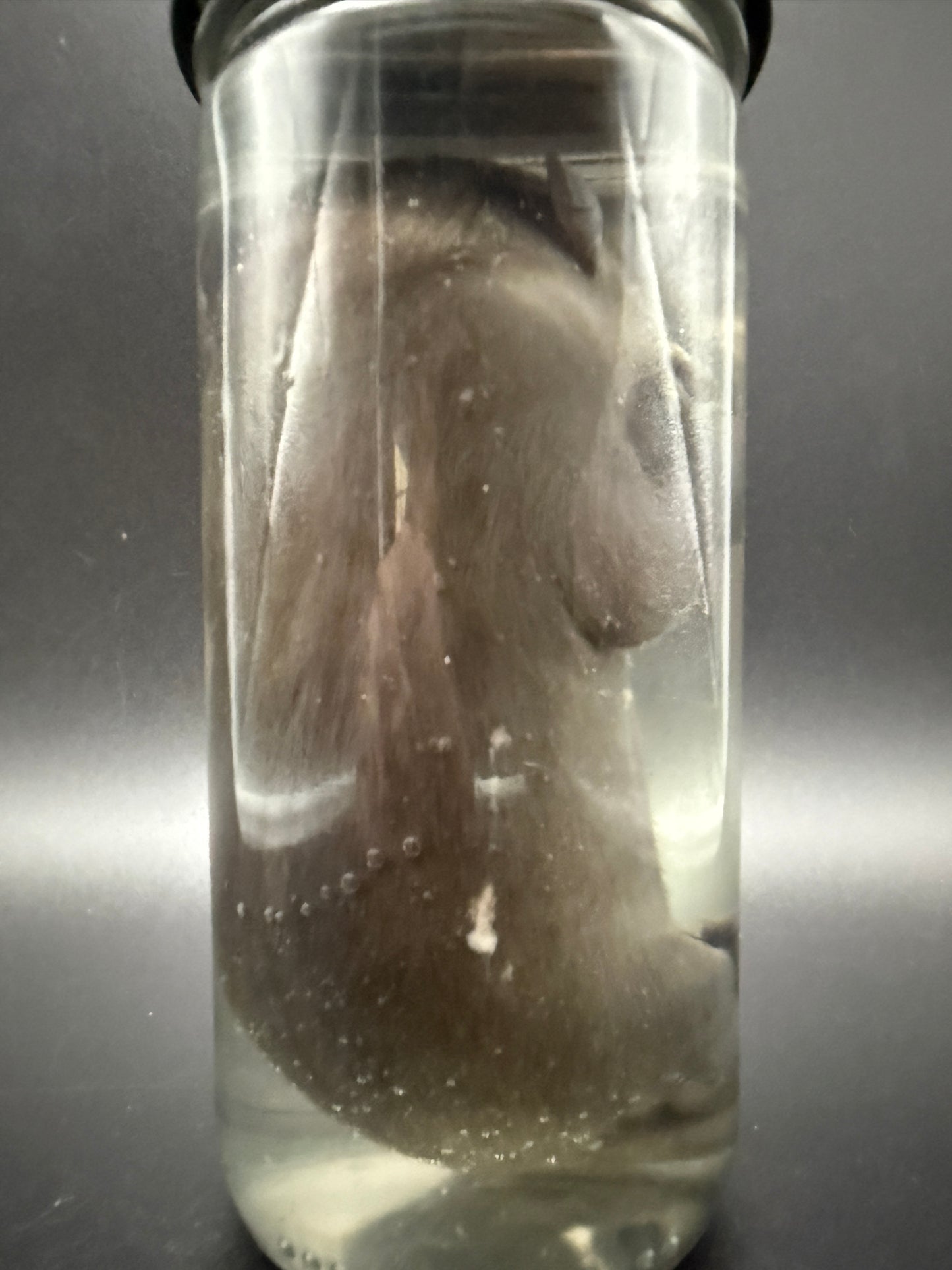 Fetal Raccoon Wet Specimen