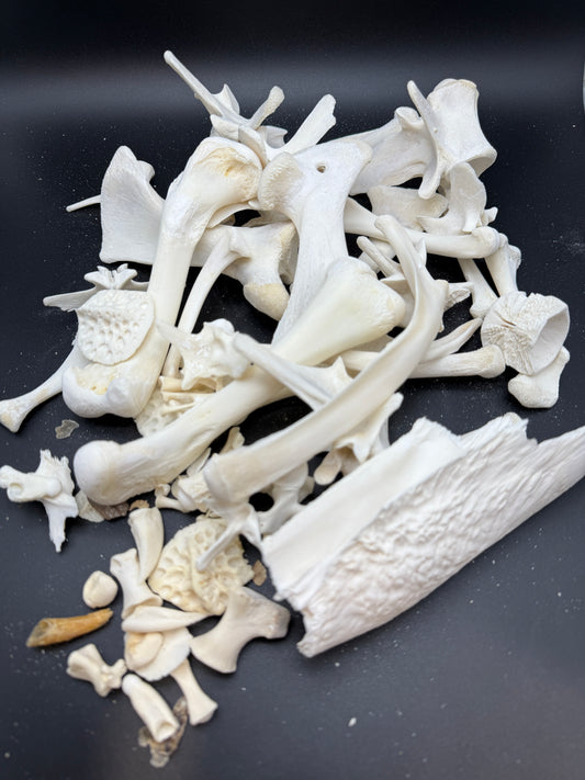 Alligator bones 2 pounds