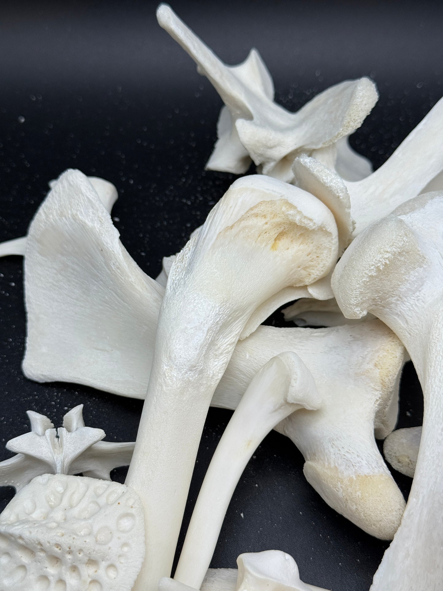 Alligator bones 2 pounds