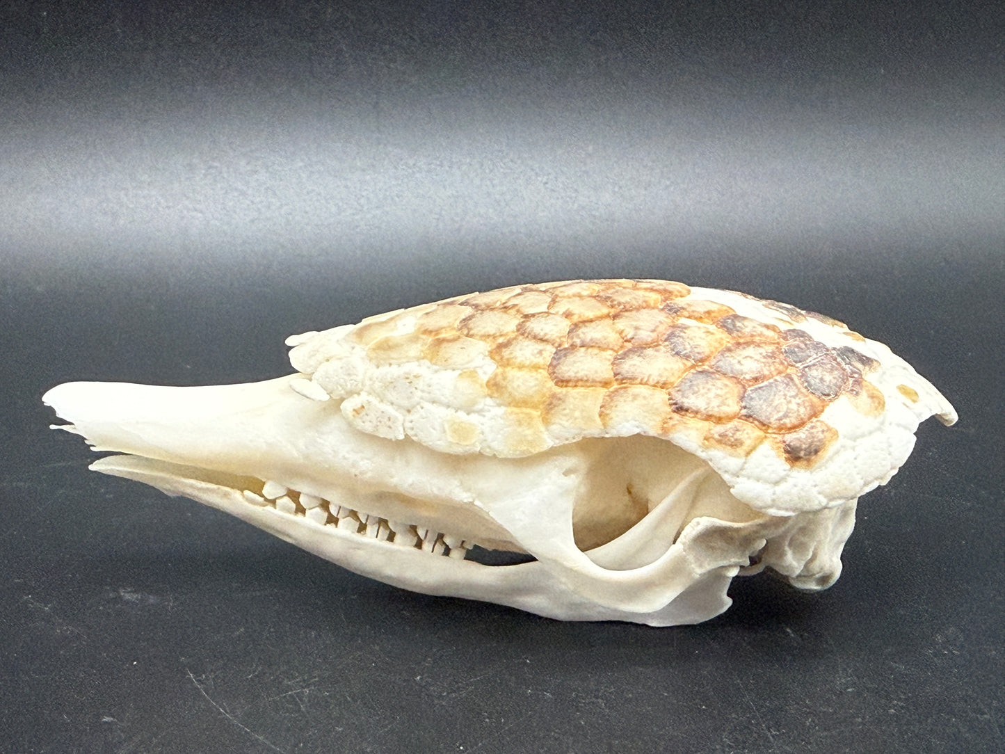 Armadillo Skull