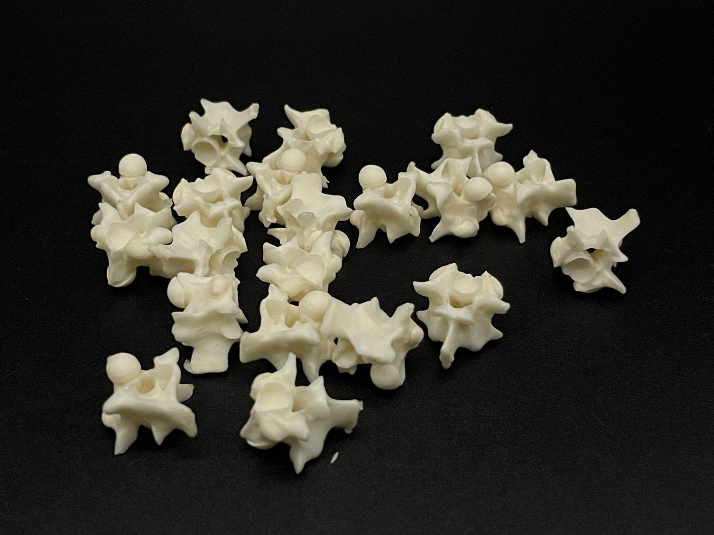 Snake Vertebrae x20