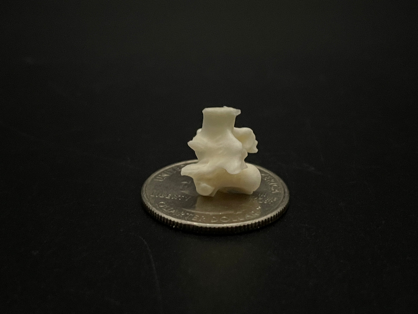 Snake Vertebrae x20