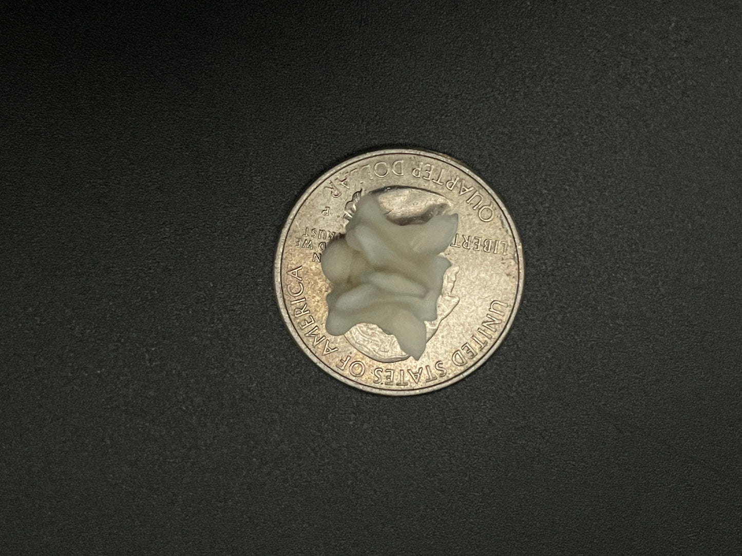 Snake Vertebrae x20