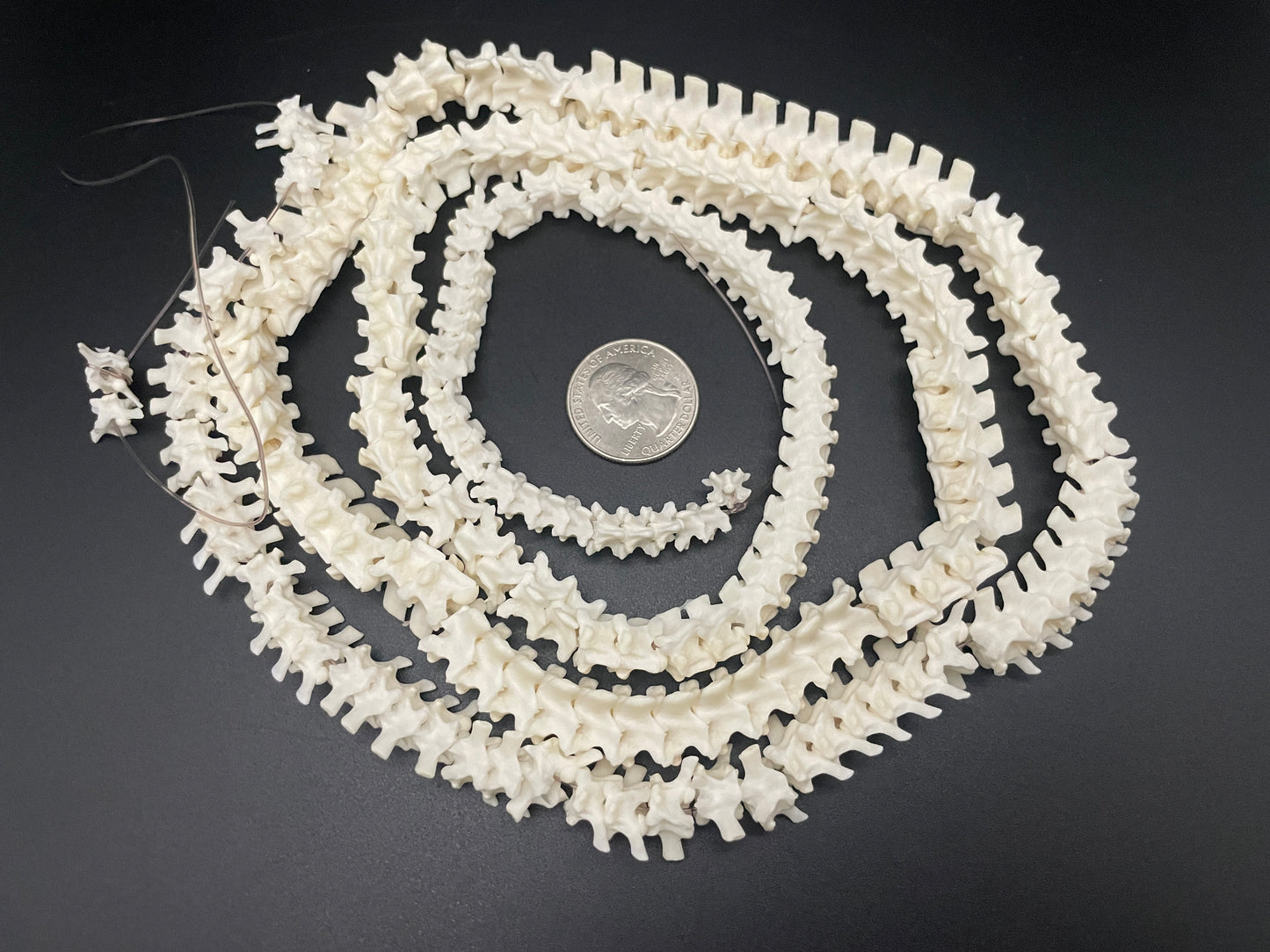 Snake Vertebrae 43 inches Ball Python