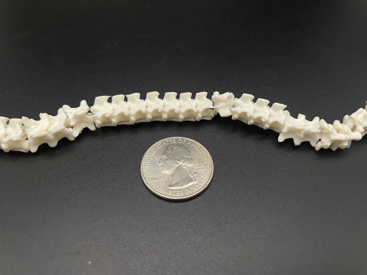 Snake Vertebrae 43 inches Ball Python