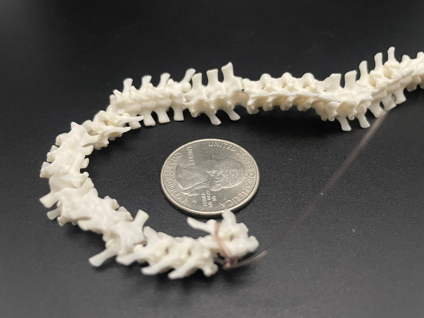Snake Vertebrae 43 inches Ball Python
