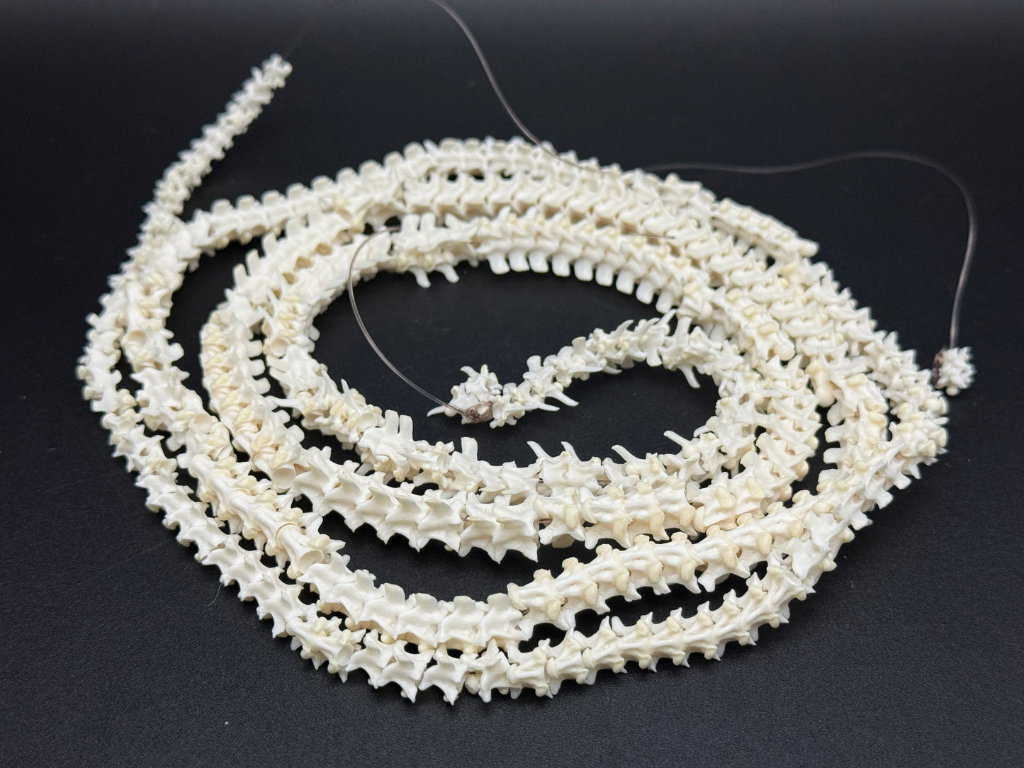 Boa Constrictor Snake Vertebrae