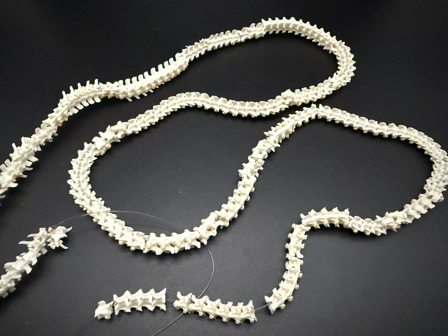 Boa Constrictor Snake Vertebrae