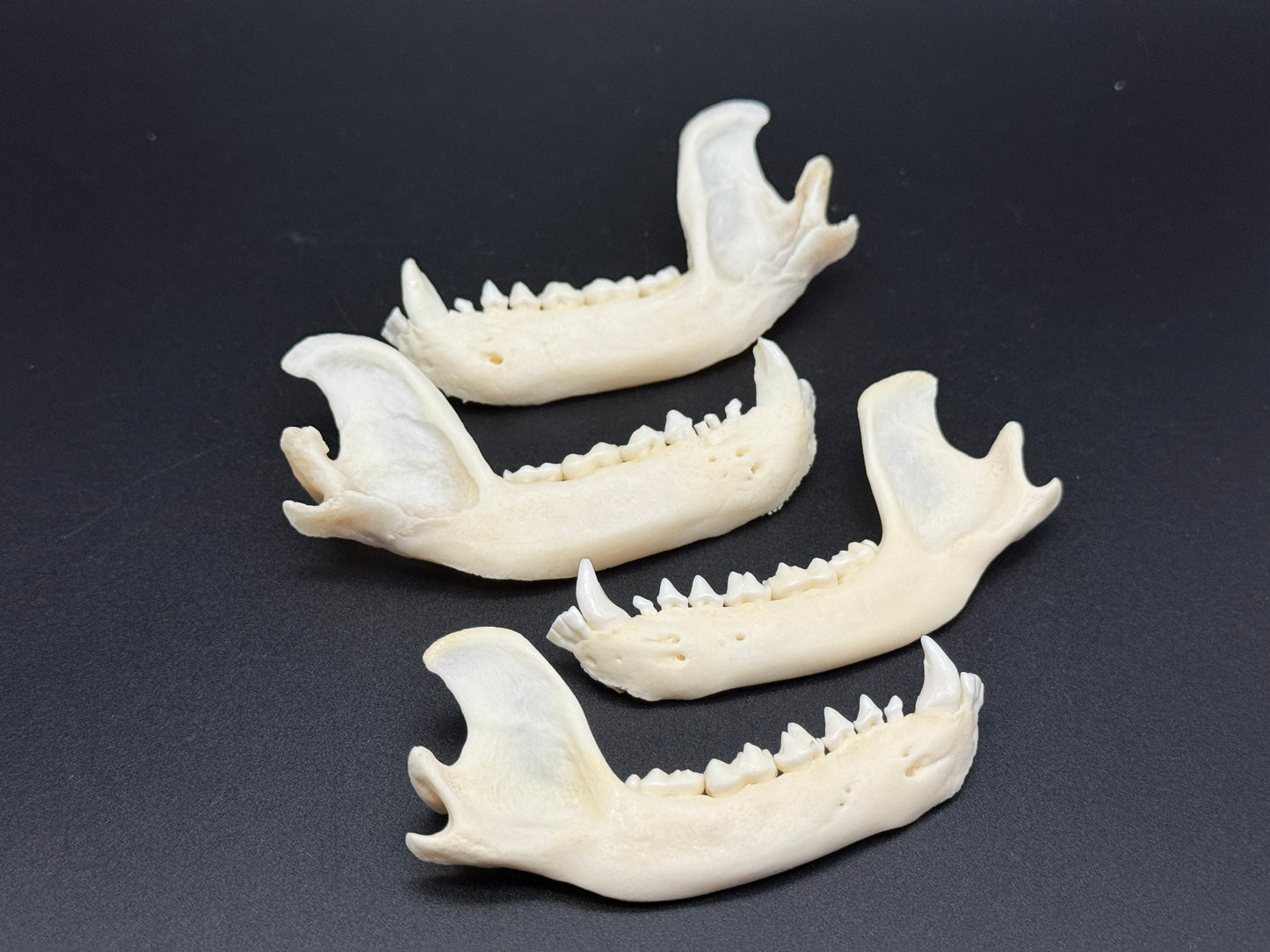 Raccoon Jawbones x4