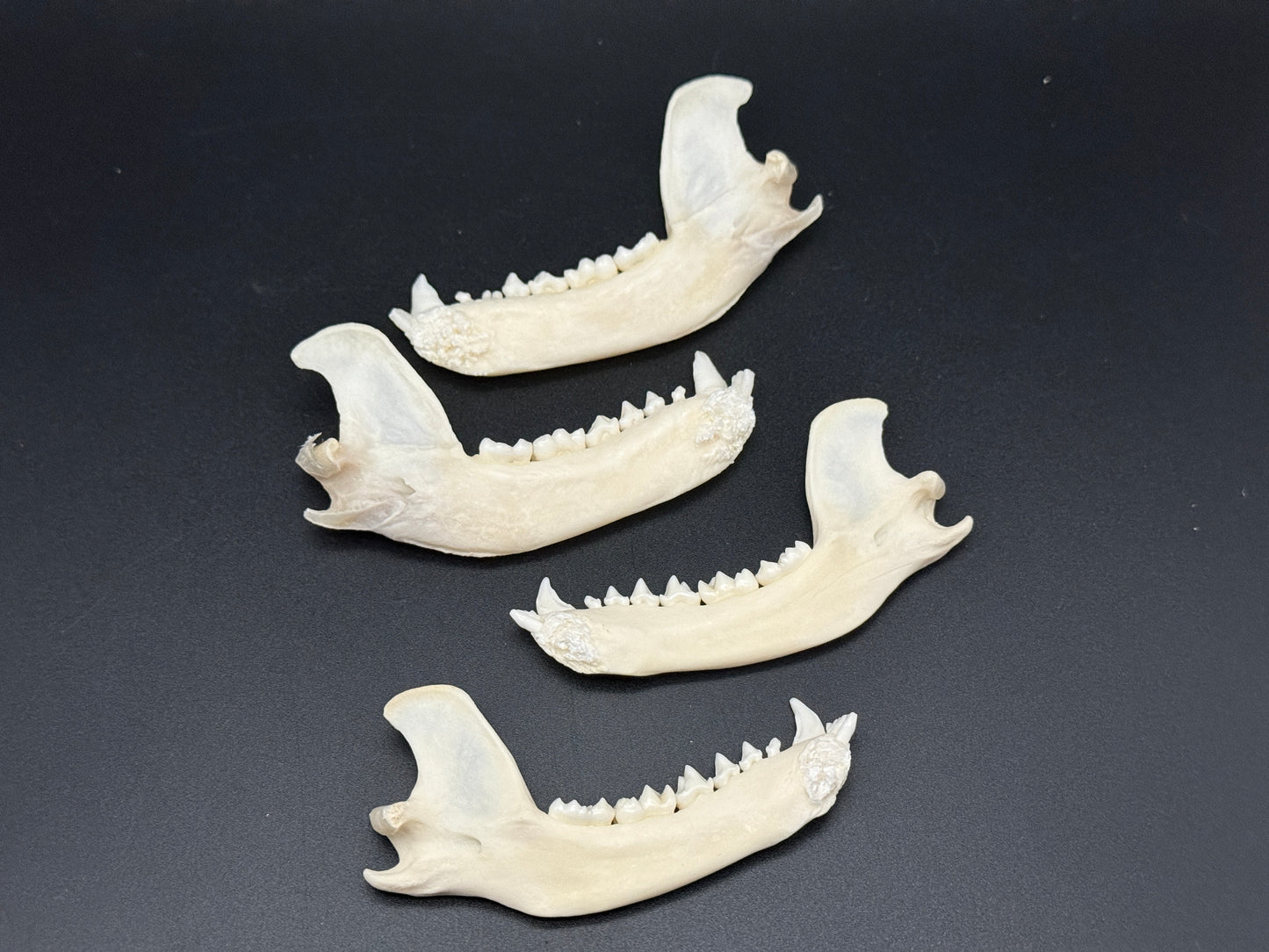 Raccoon Jawbones x4