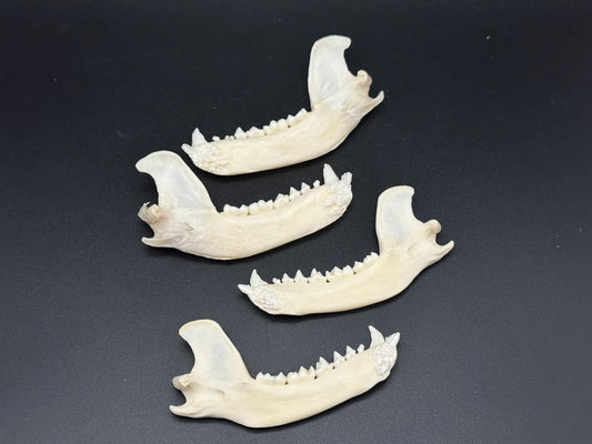 Raccoon Jawbones x4