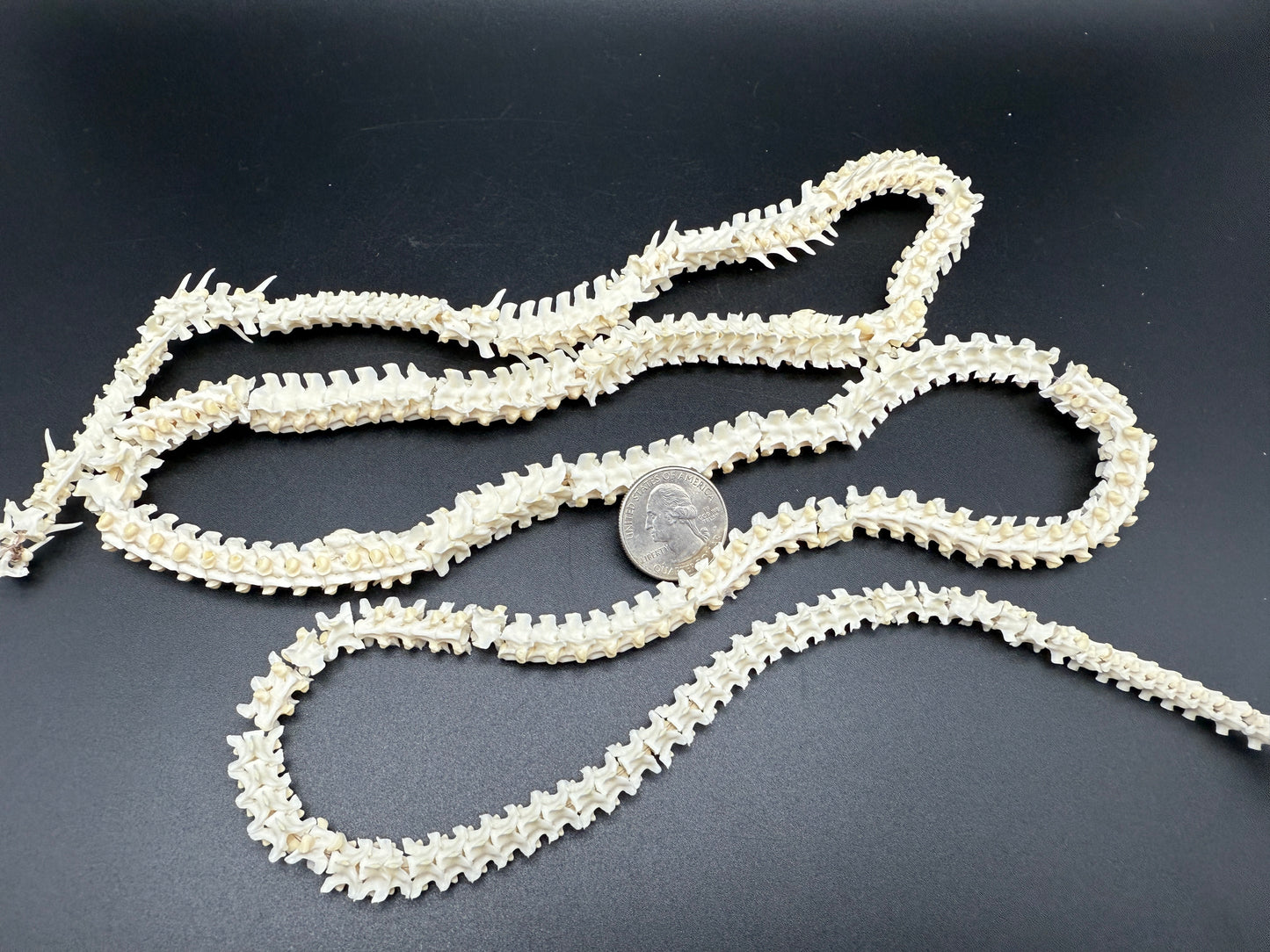 Boa Constrictor Snake Vertebrae