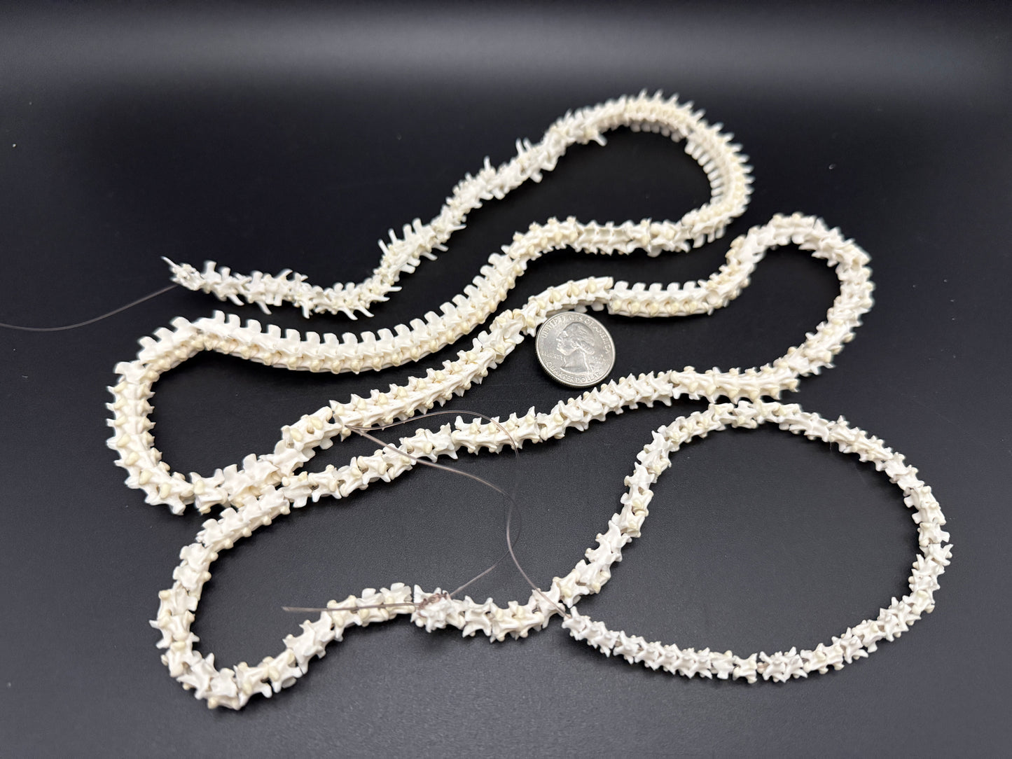 Boa Constrictor Snake Vertebrae