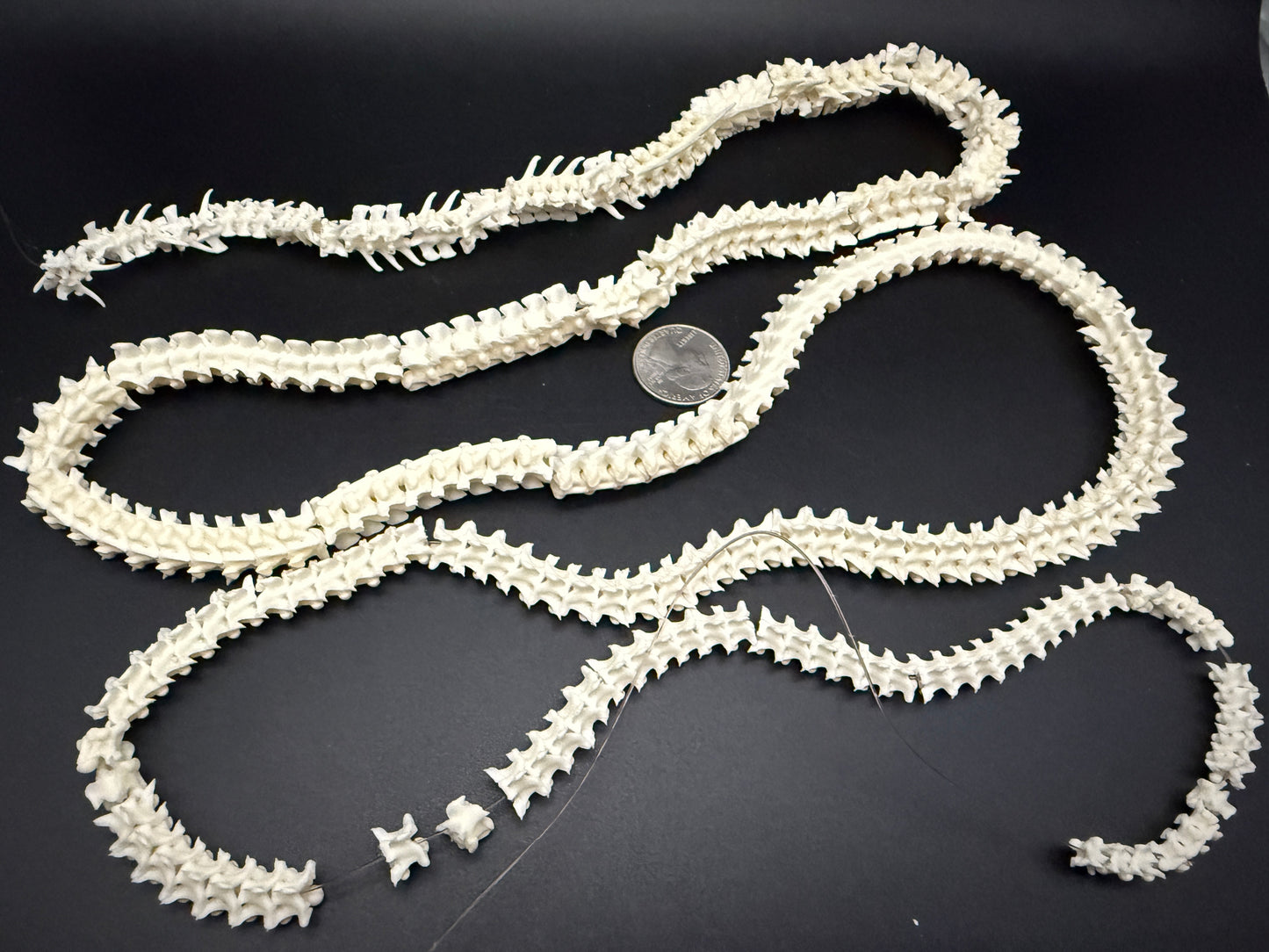 Boa Constrictor Snake Vertebrae