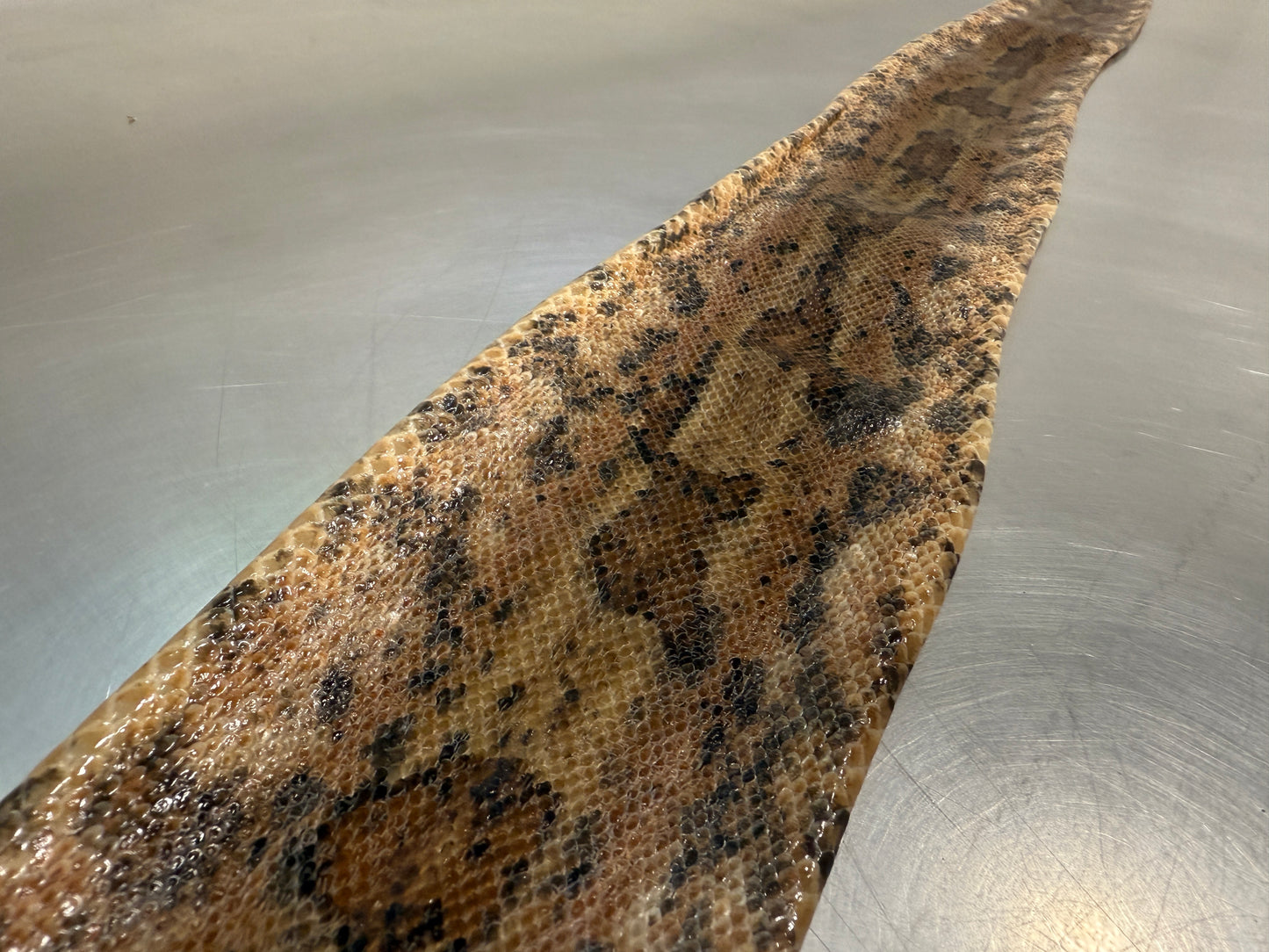 Snake Skin Boa Constrictor