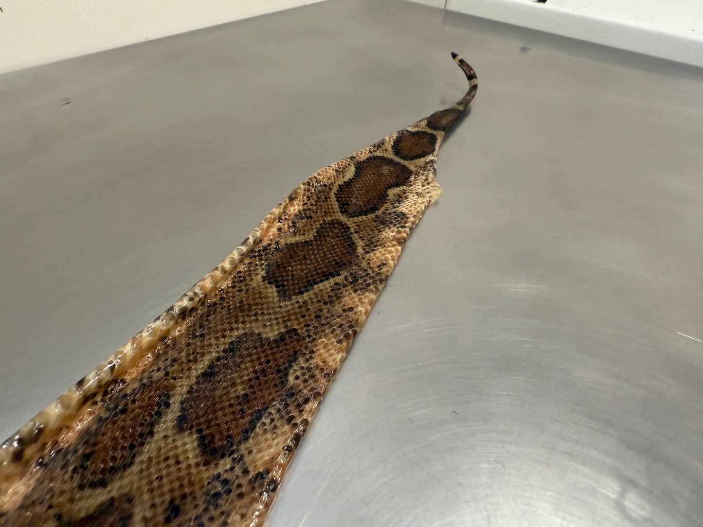 Snake Skin Boa Constrictor