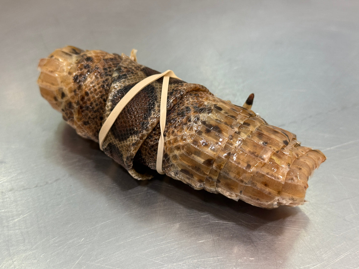 Snake Skin Boa Constrictor