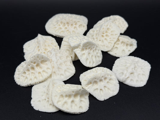 12 Medium Alligator Scutes