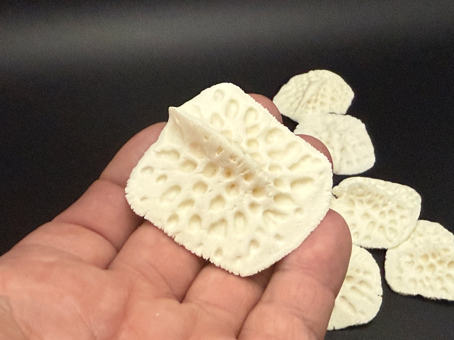 12 Medium Alligator Scutes