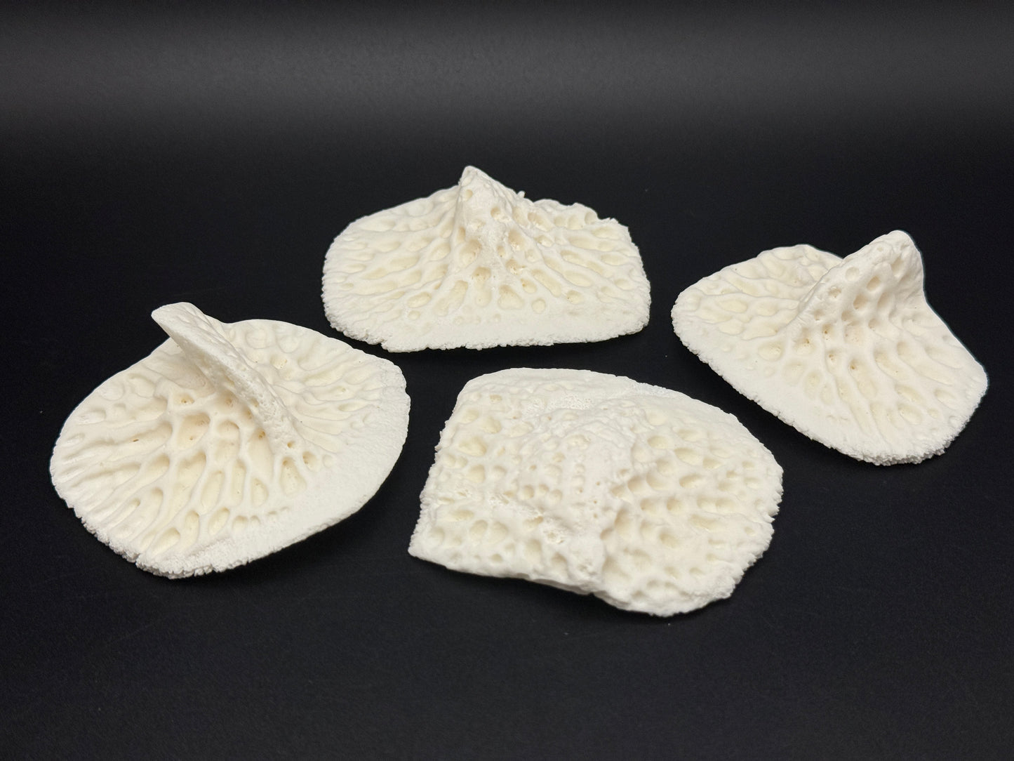 4 Extra Large Alligator Scutes