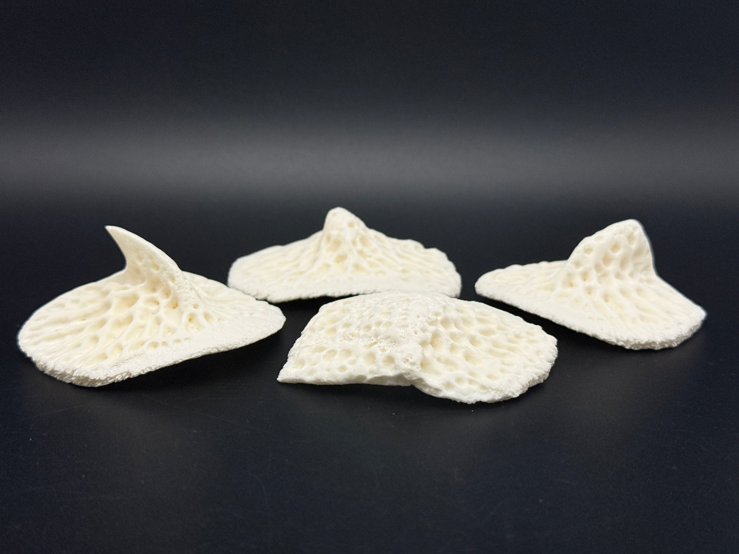 4 Extra Large Alligator Scutes