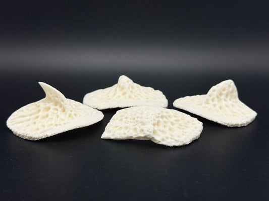 4 Extra Large Alligator Scutes