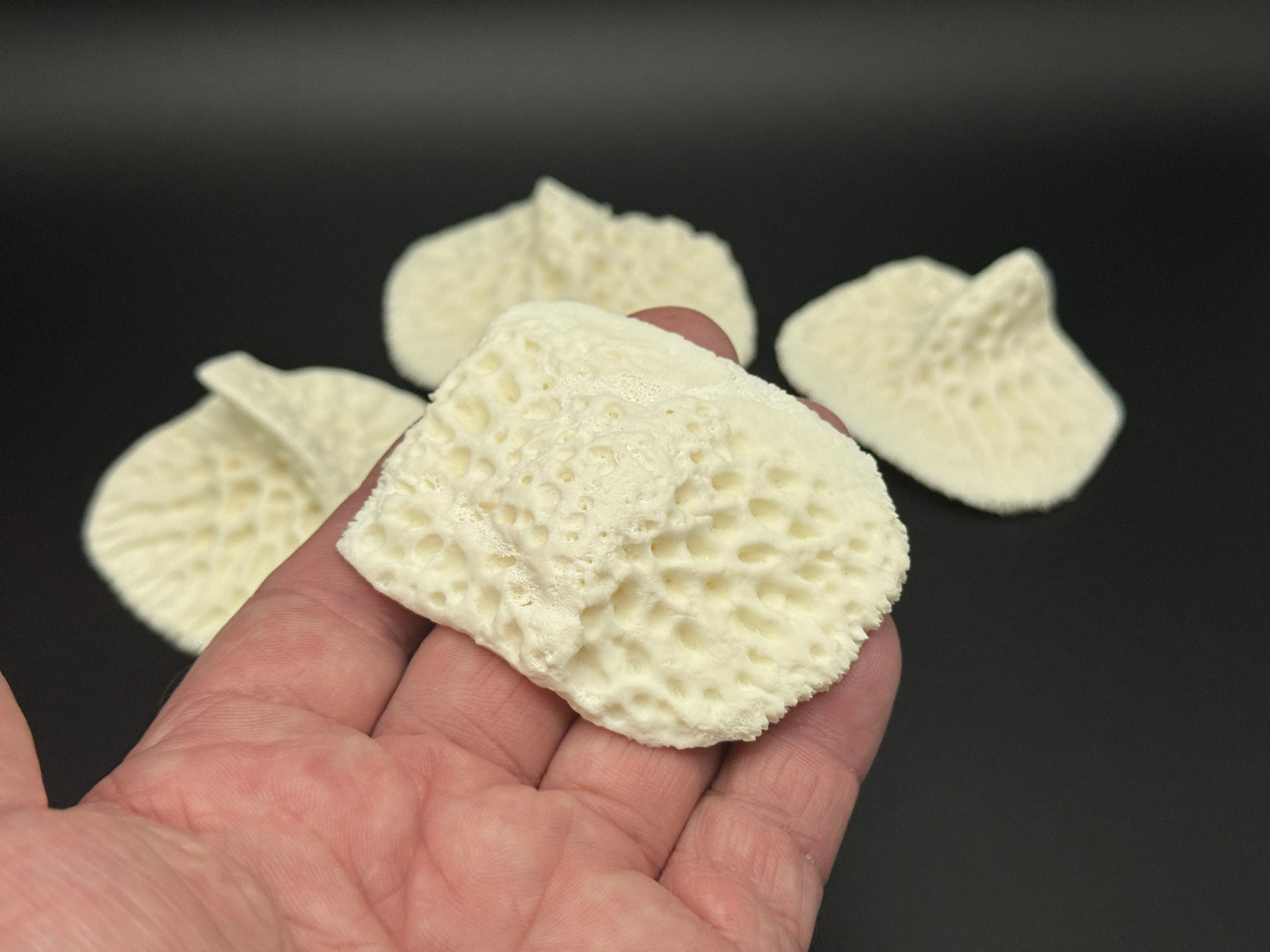 4 Extra Large Alligator Scutes