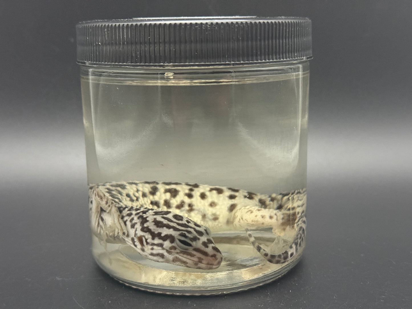 Leopard Gecko Wet Specimen