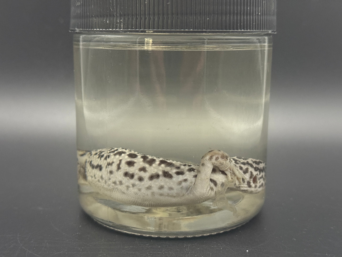 Leopard Gecko Wet Specimen