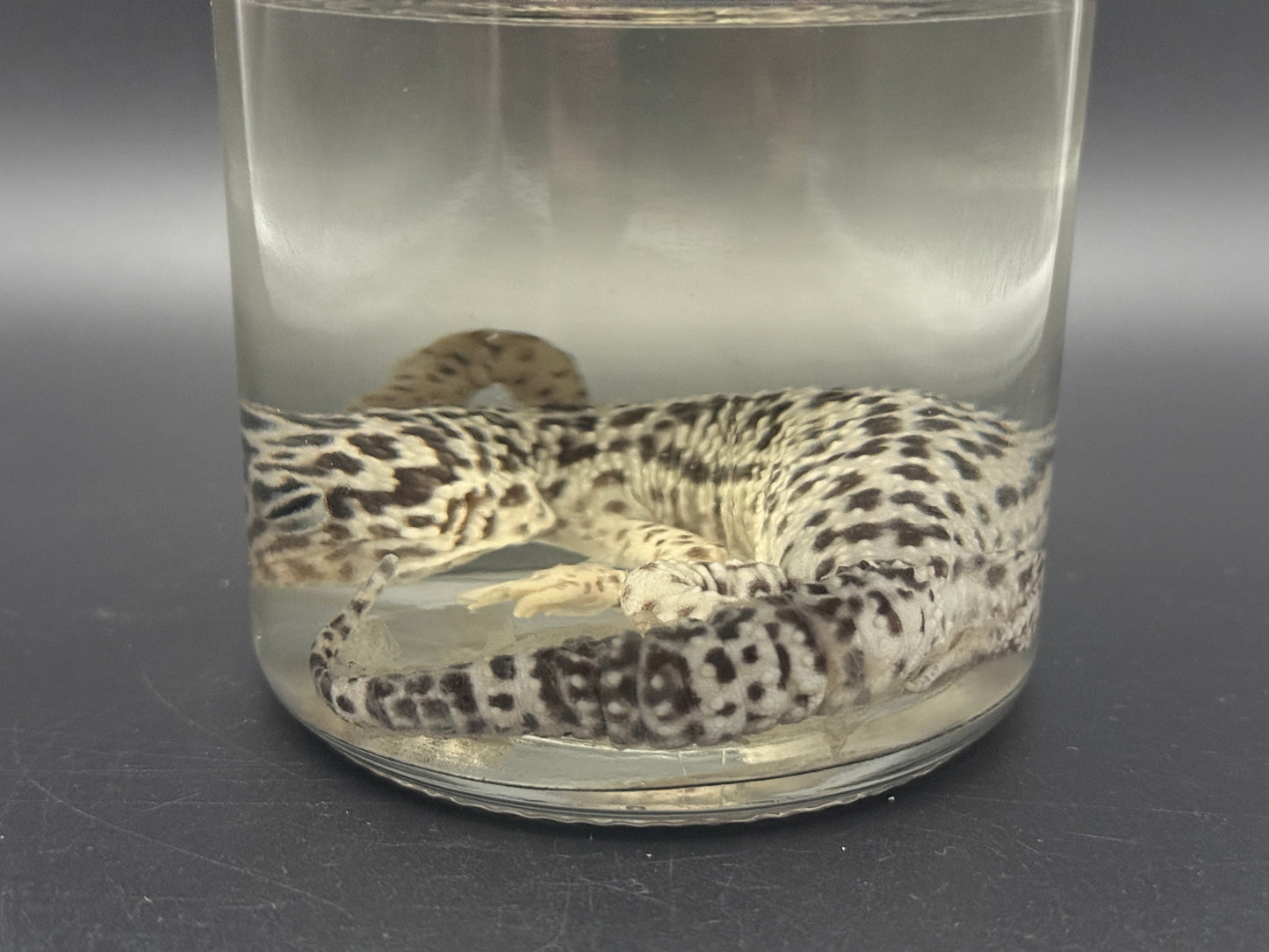 Leopard Gecko Wet Specimen