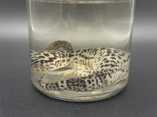 Leopard Gecko Wet Specimen