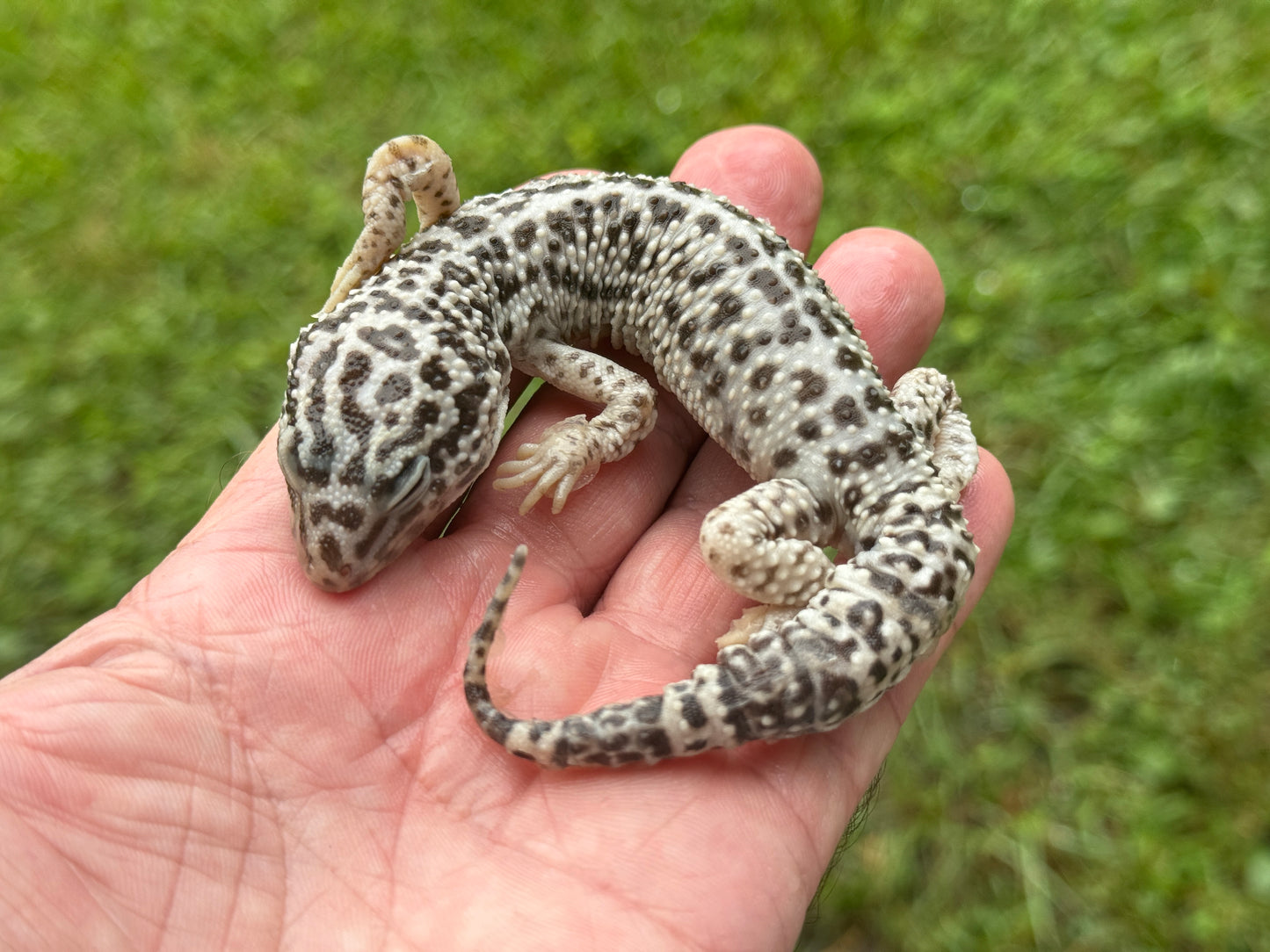 Leopard Gecko Wet Specimen