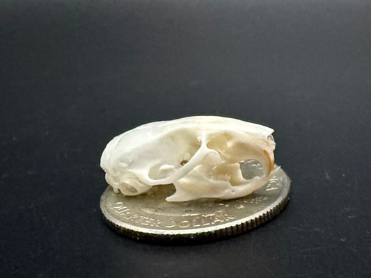 5 mouse skulls