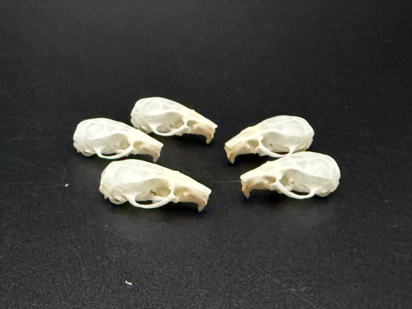 5 mouse skulls
