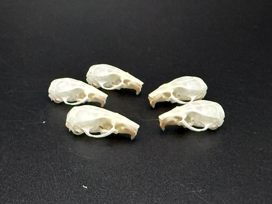5 mouse skulls