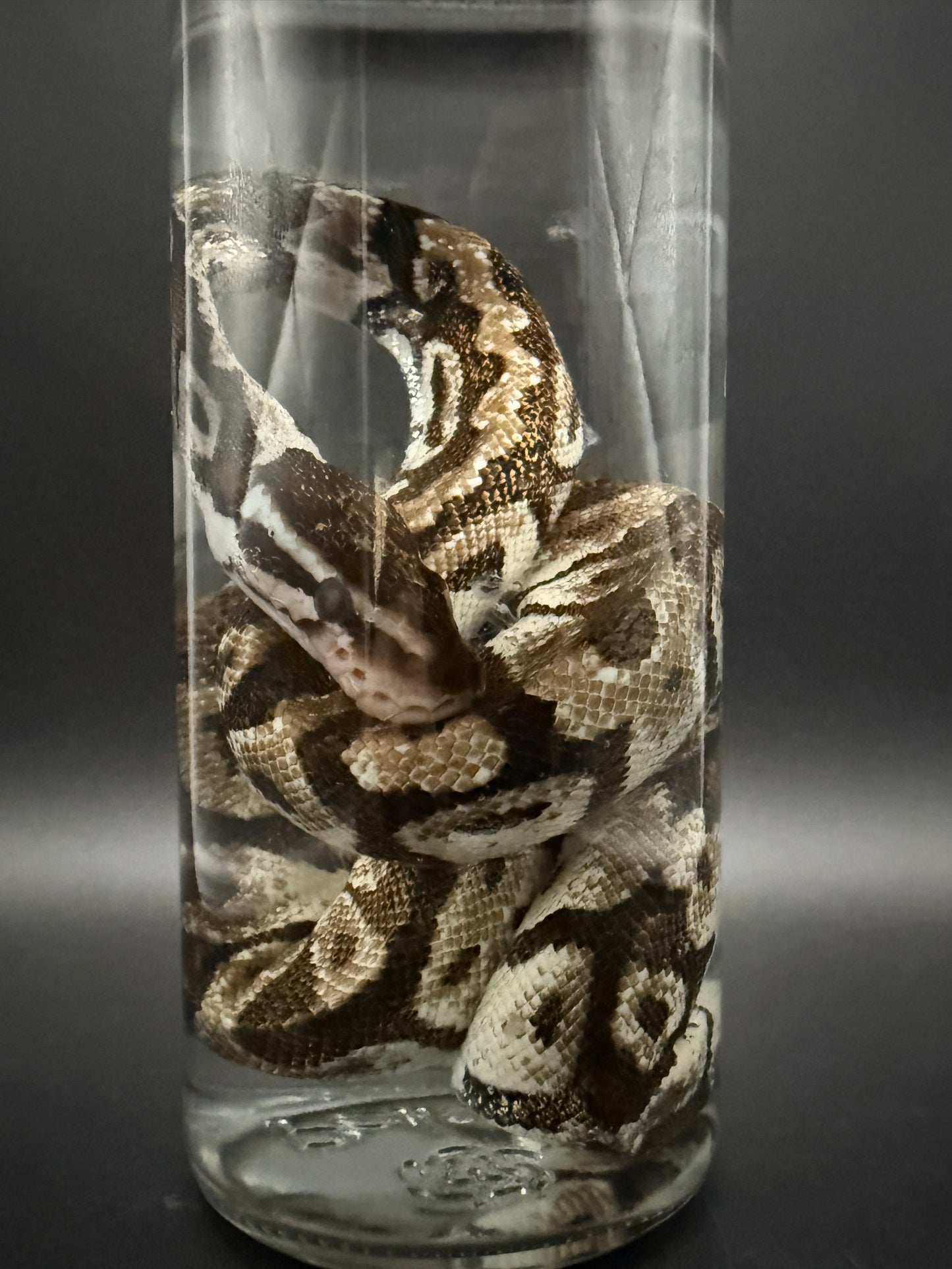 Ball Python Wet Specimen