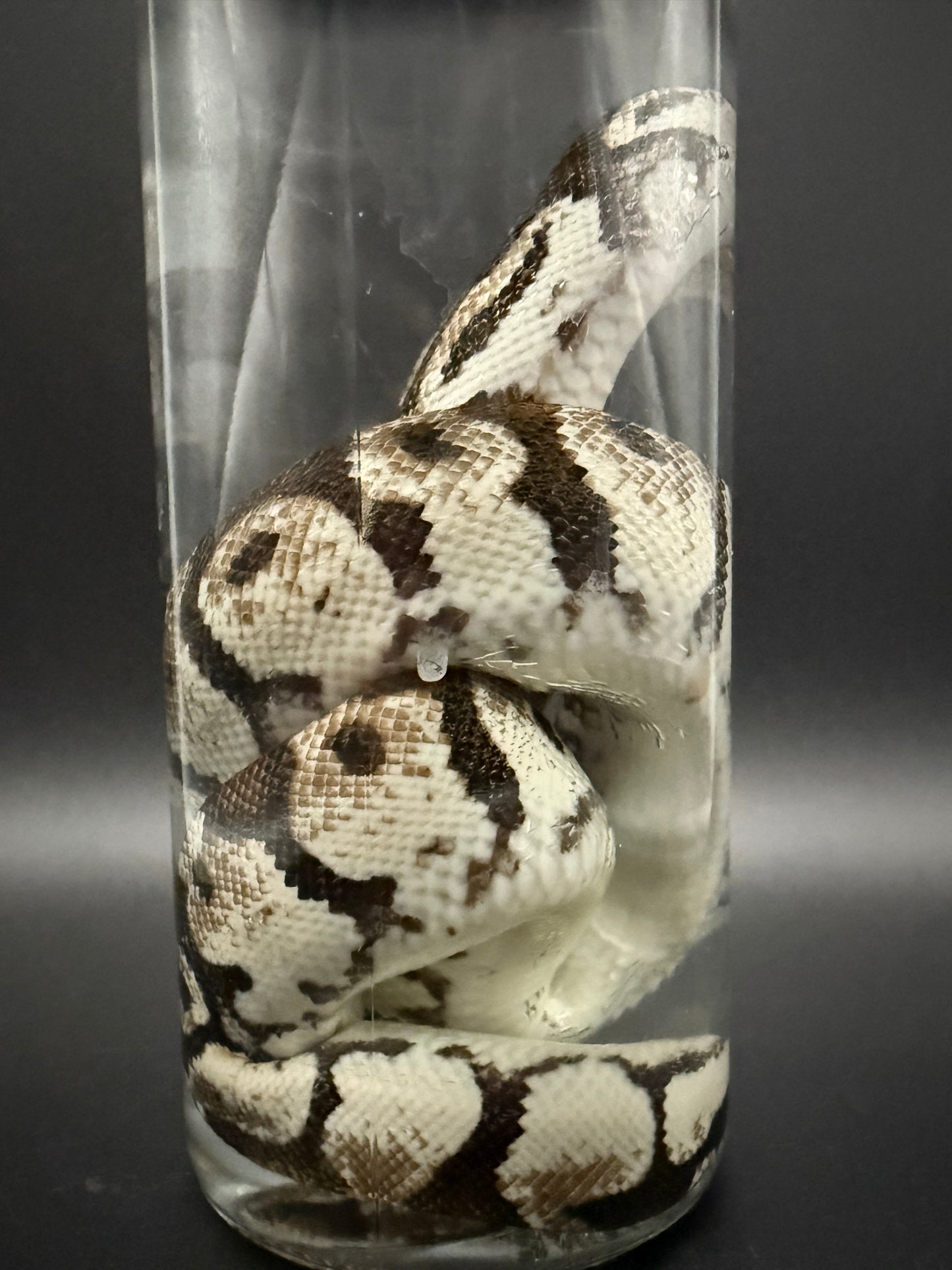 Ball Python Wet Specimen