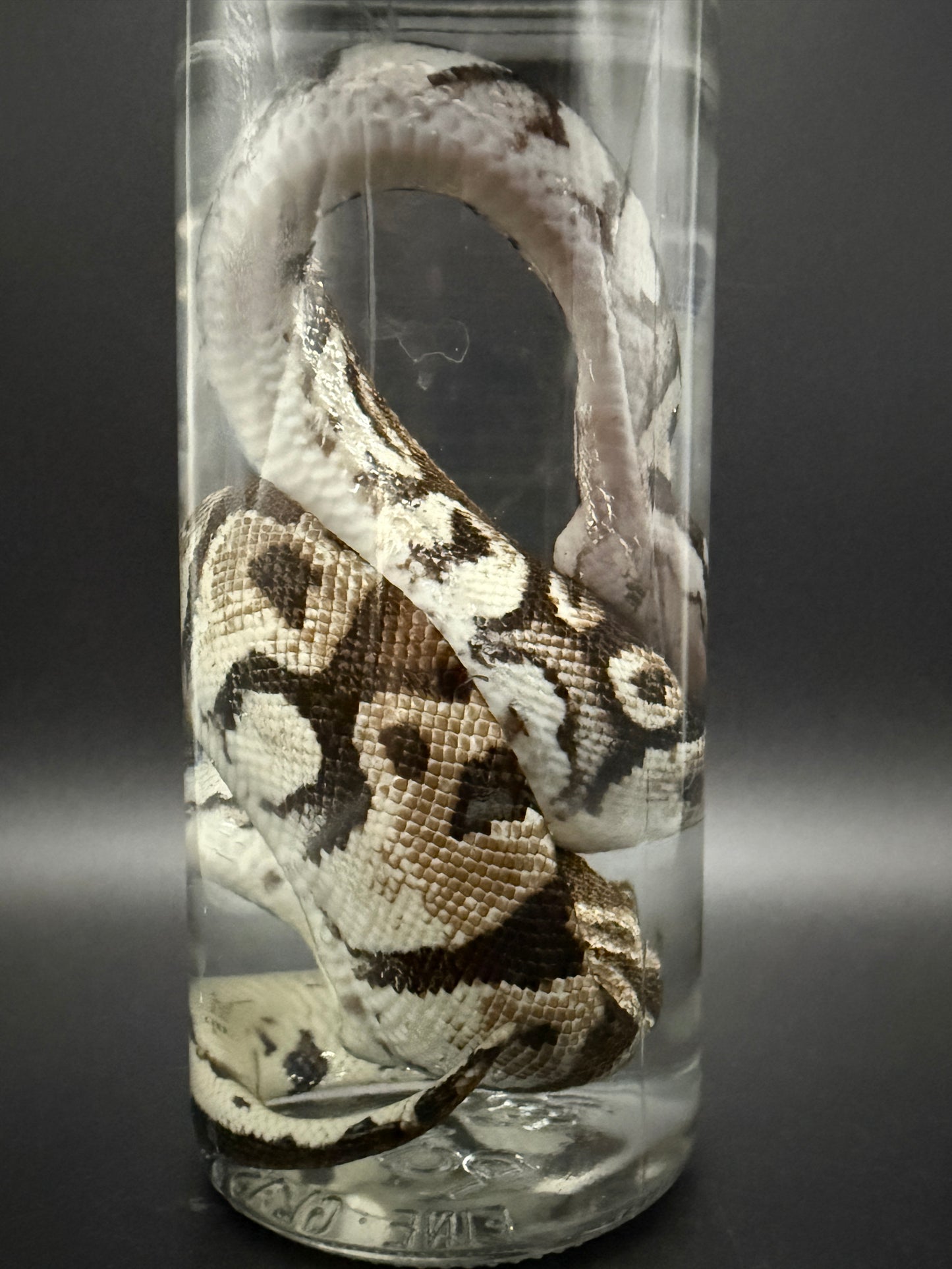 Ball Python Wet Specimen