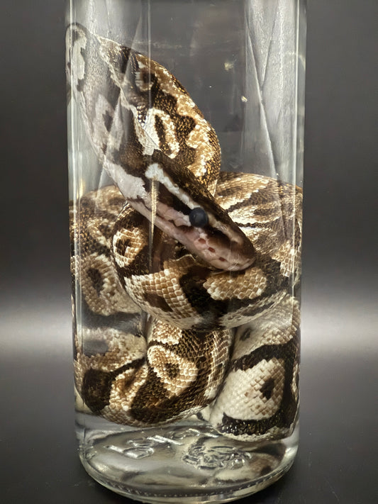 Ball Python Wet Specimen
