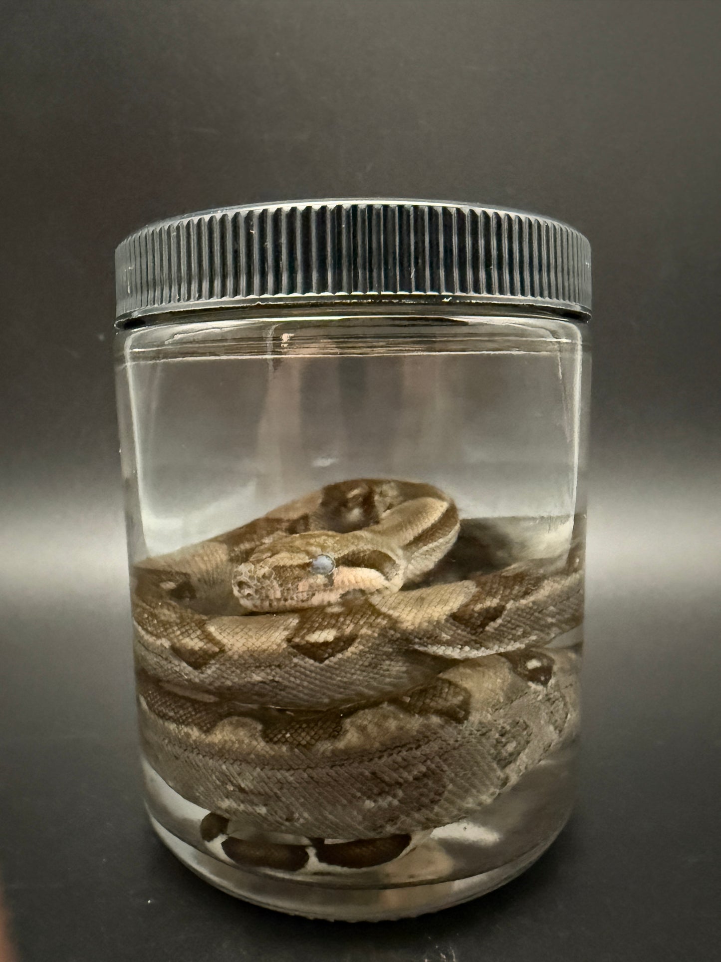 Boa Constrictor Wet Specimen