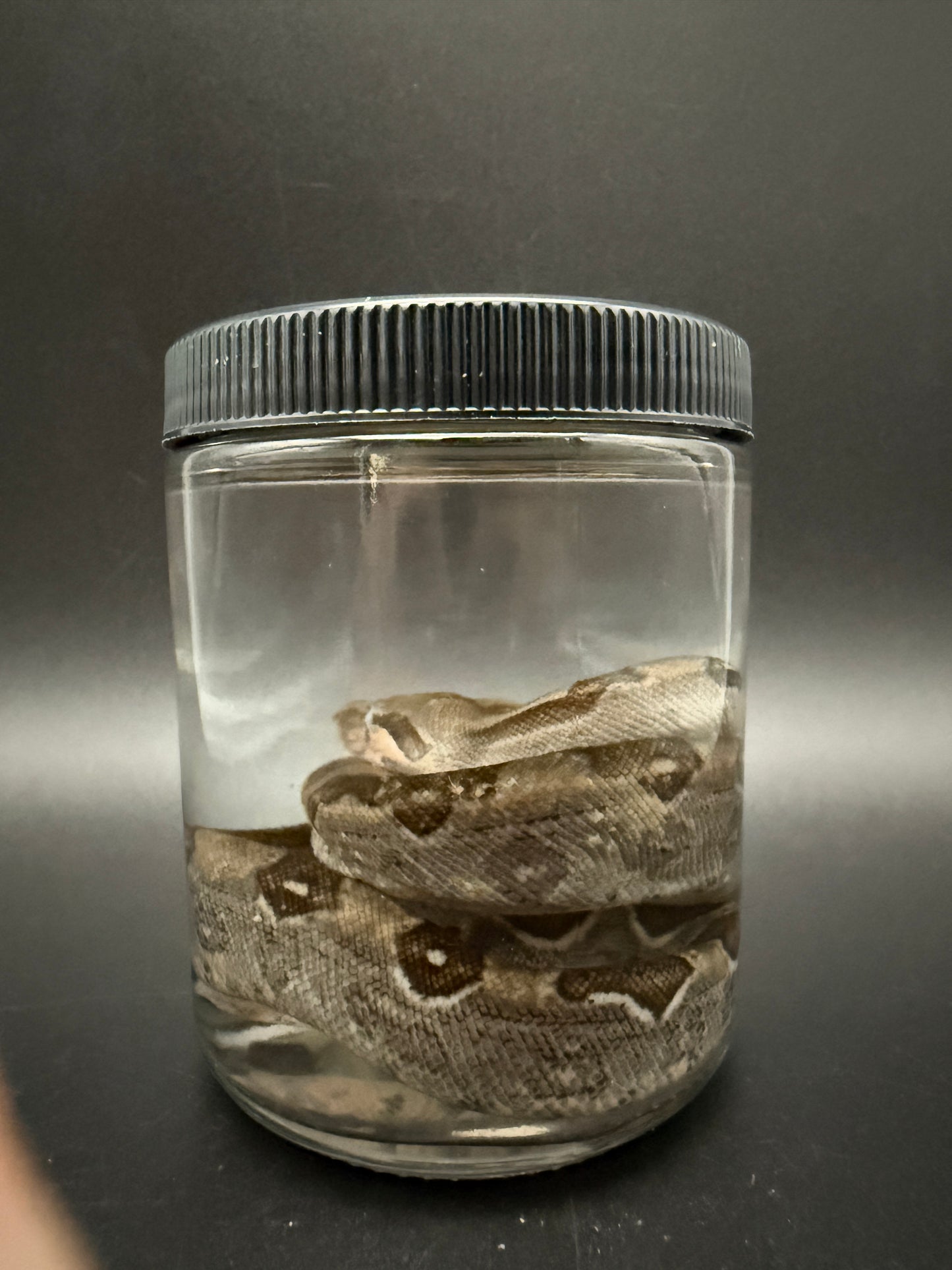 Boa Constrictor Wet Specimen
