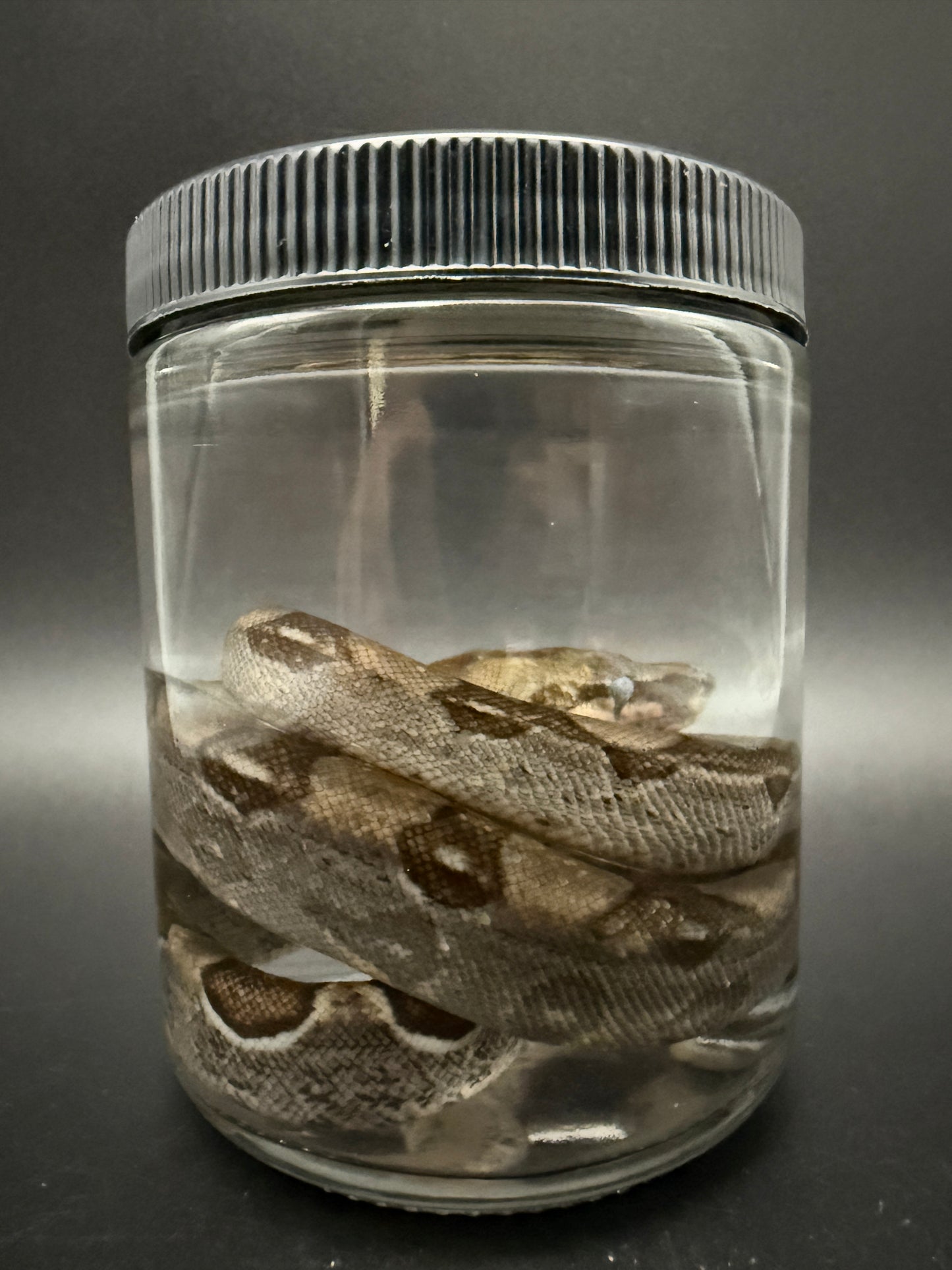 Boa Constrictor Wet Specimen