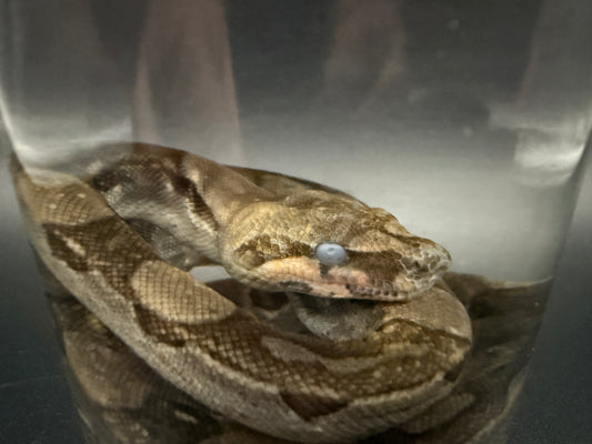 Boa Constrictor Wet Specimen