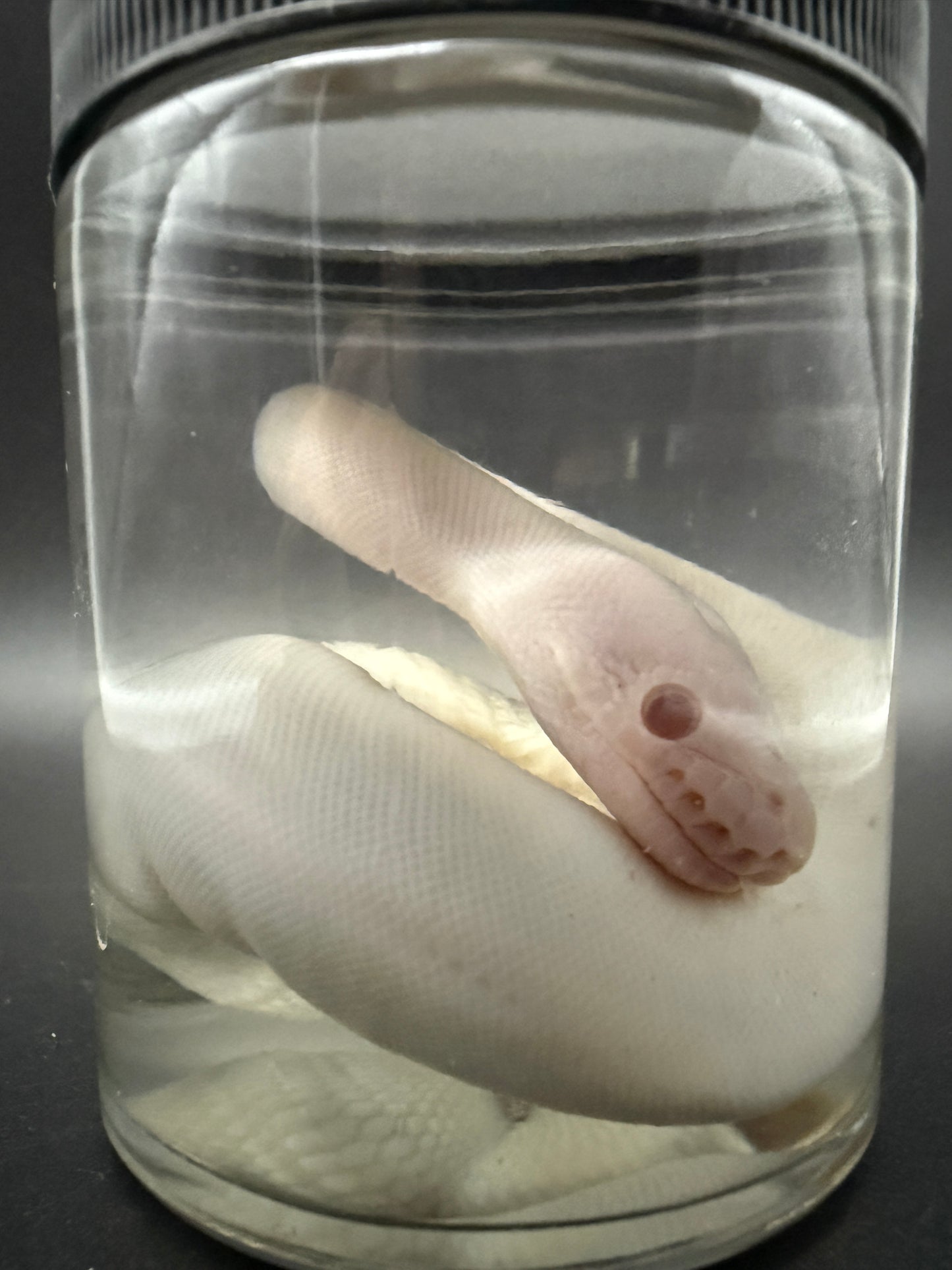 Albino Ball Python Wet Specimen